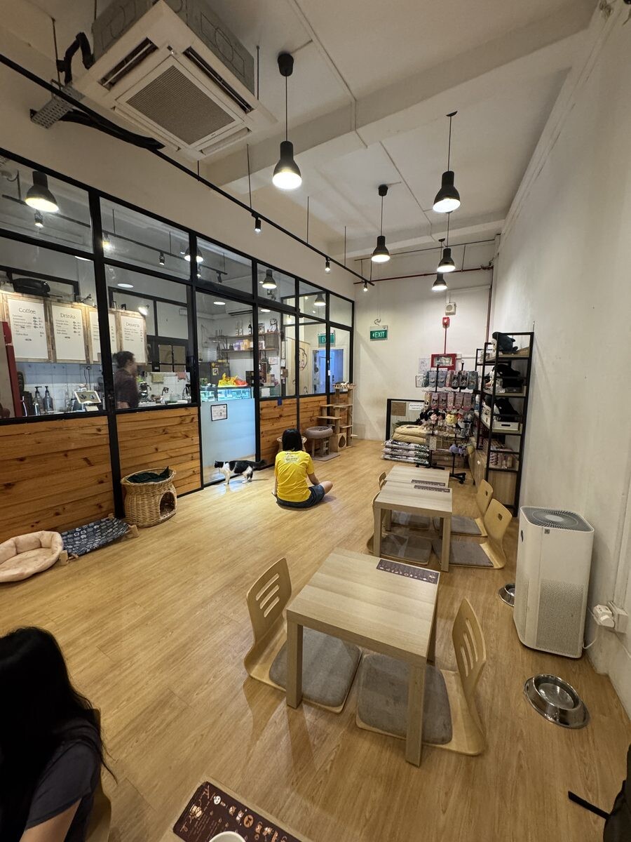 Floor seating at The Cat Cafe Bugis lets you sit at cat level