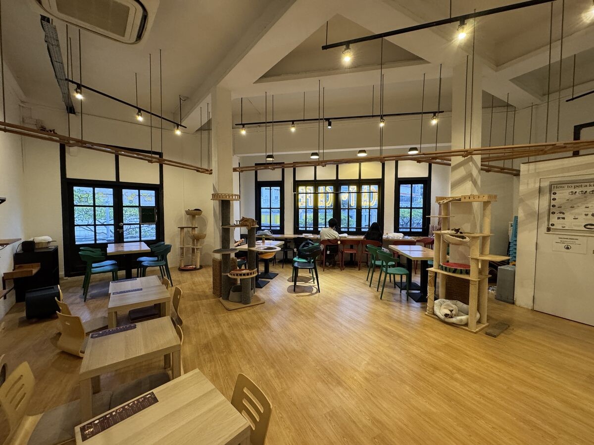 Wide view of The Cat Cafe Bugis with low tables, cat trees and tall windows