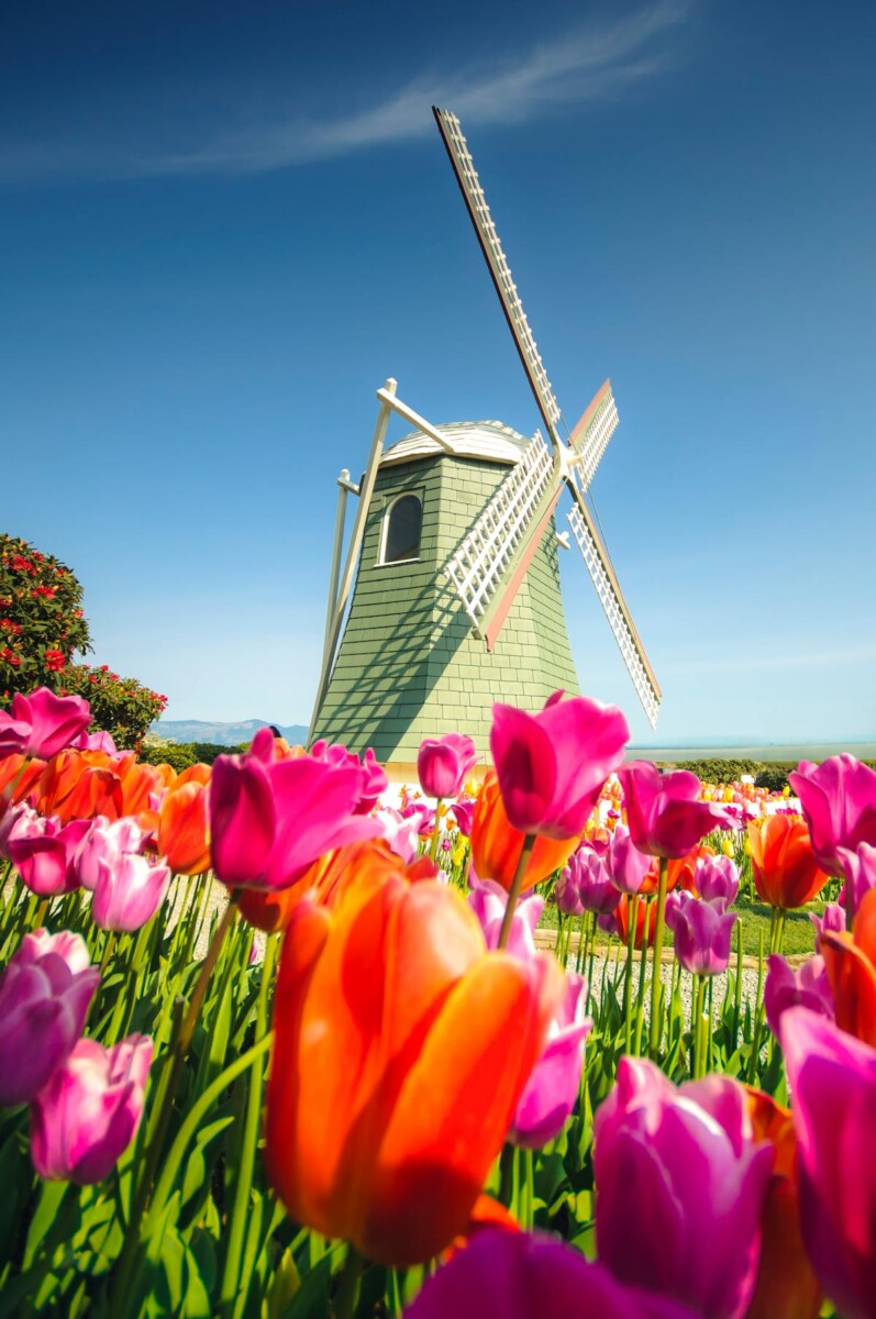 Dutch windmill surrounded by colourful tulip fields