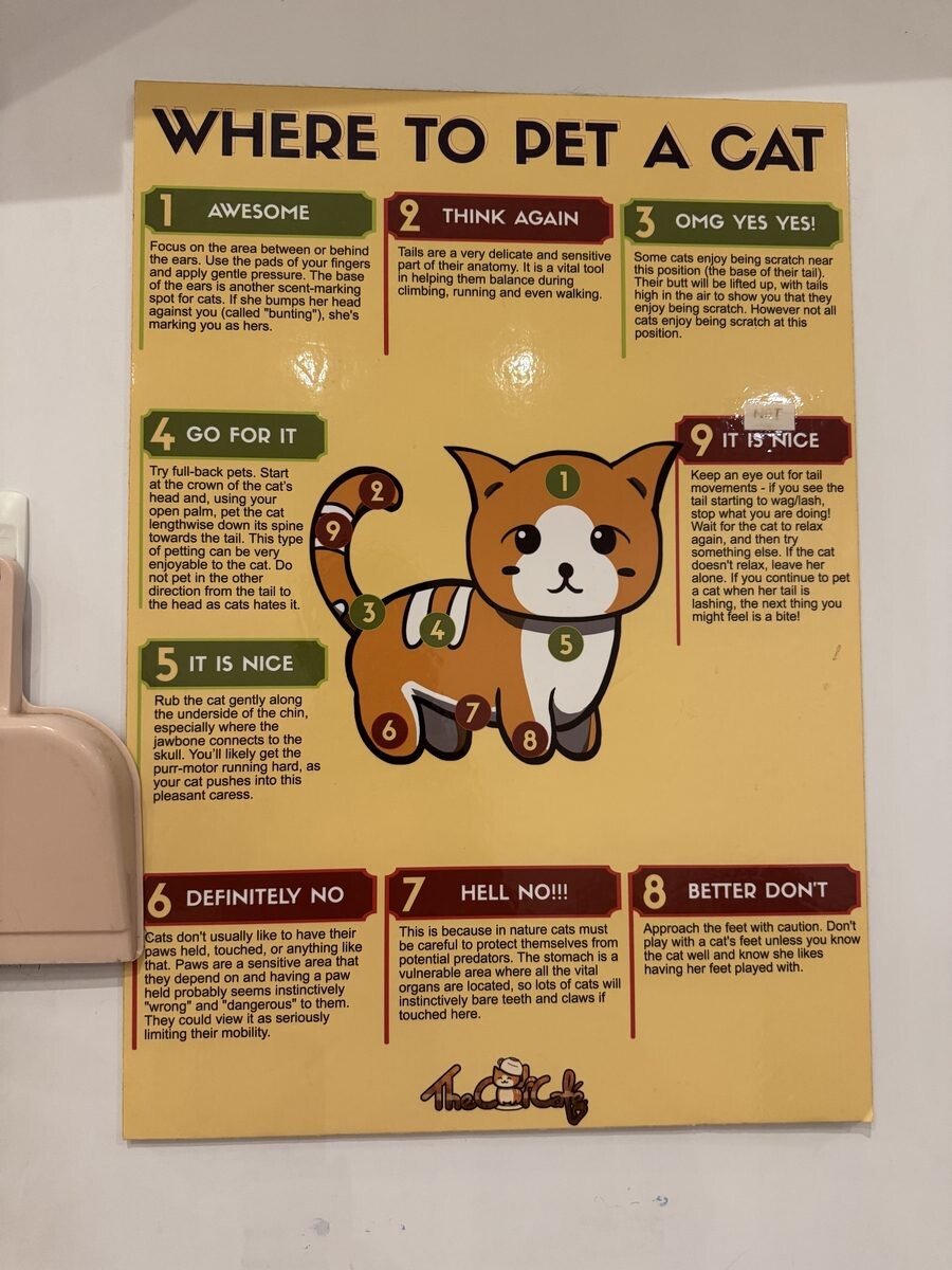 Where to pet a cat infographic at The Cat Cafe showing safe zones and no-go areas