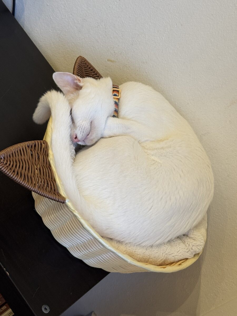 White cat curled tightly inside a small shell-shaped pet bed