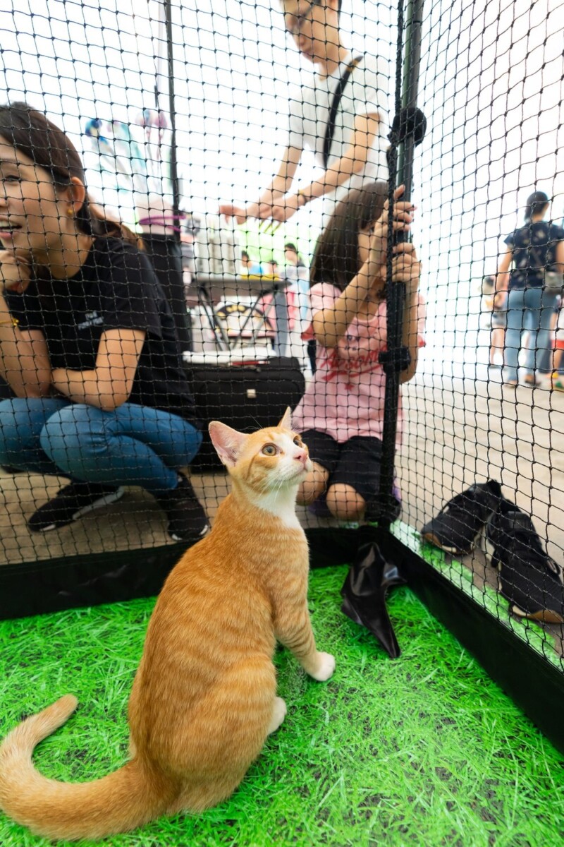 An orange cat in a mesh enclosure looks up as a family watches from outside