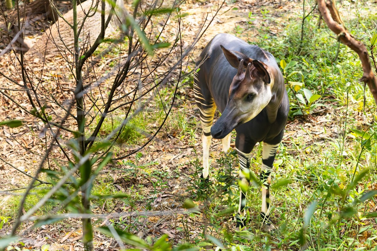 Four-year-old Xandor in his habitat at Rainforest Wild Adventure's Hidden Forest