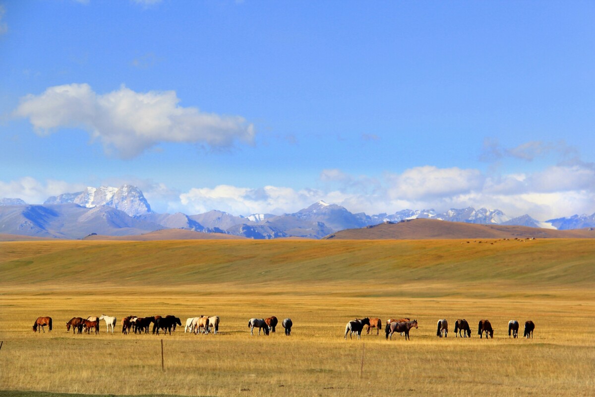 Prairie horses grazing on the vast grasslands of Xinjiang, China
