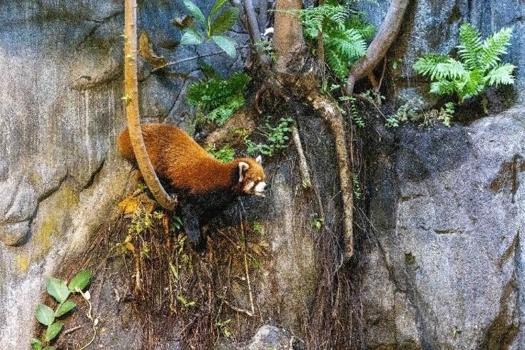 Yaffa the red panda climbing in his River Wonders exhibit