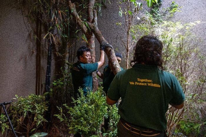 Mandai team preparing the red panda exhibit