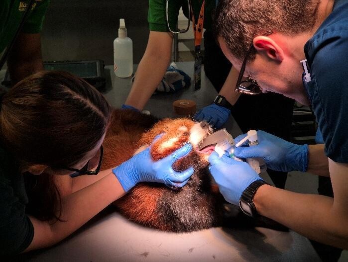 Vet conducting an oral health check on Yaffa the red panda