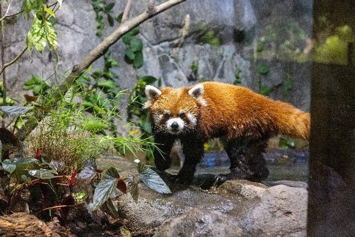 Yaffa the red panda in the new River Wonders exhibit